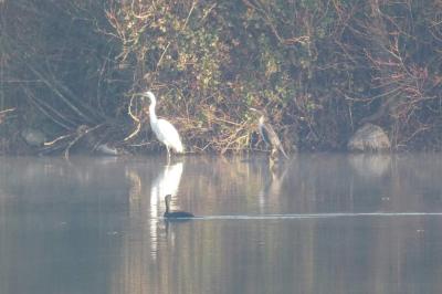 Grande Aigrette