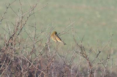 Bruant jaune