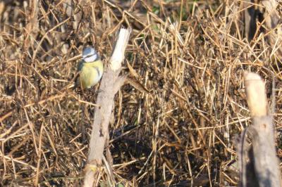 Mésange bleue