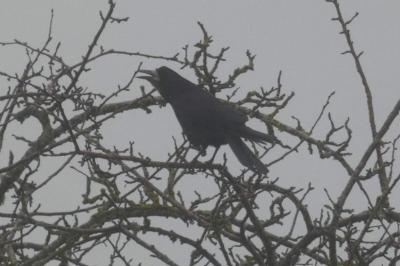 Corbeau freux
