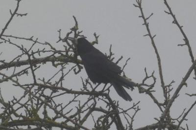 Corbeau freux