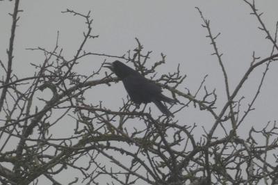 Corbeau freux