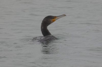 Grand Cormoran