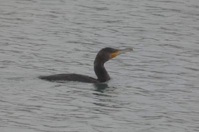 Grand Cormoran