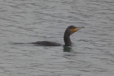 Grand Cormoran