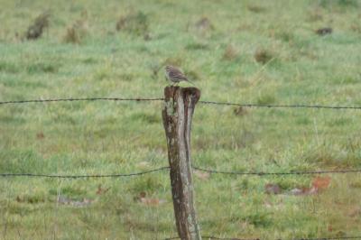 Pipit spioncelle