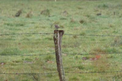 Pipit spioncelle