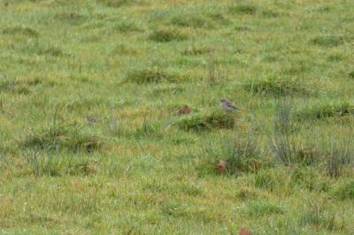Pipit spioncelle