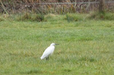 Aigrette garzette