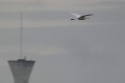 Grande Aigrette