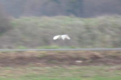 Grande Aigrette