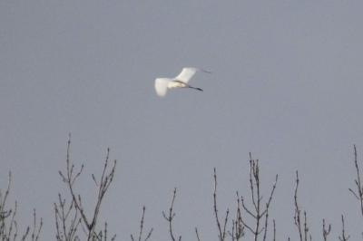 Grande Aigrette