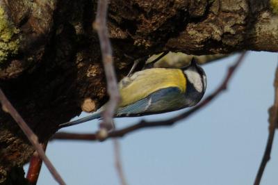 Mésange bleue