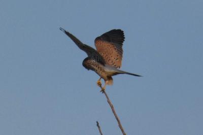 Faucon crécerelle