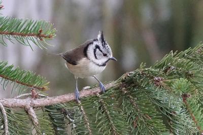 Mésange huppée