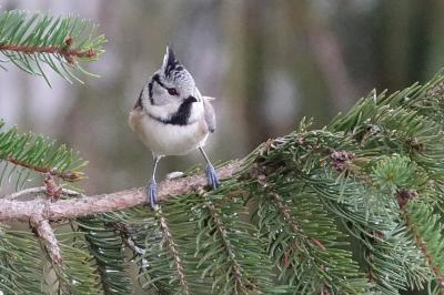 Mésange huppée
