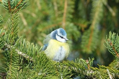 Mésange bleue