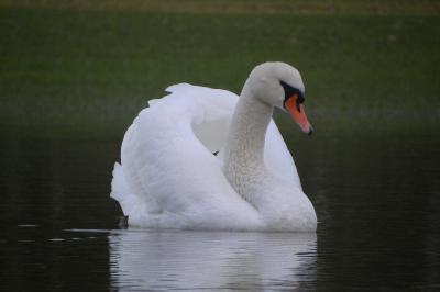Cygne tuberculé