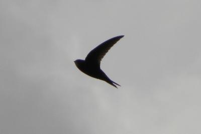 Martinet noir