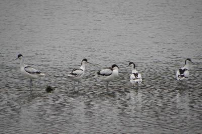 Avocette élégante