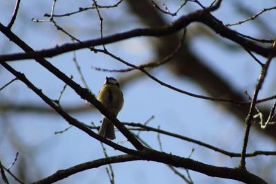 Mésange bleue