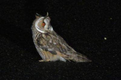 Hibou moyen-duc