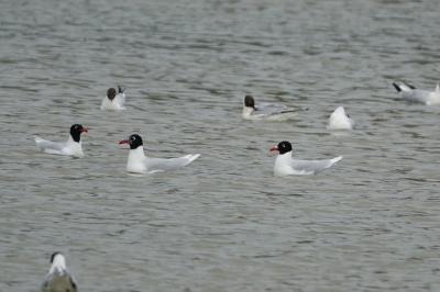 Mouette mélanocéphale