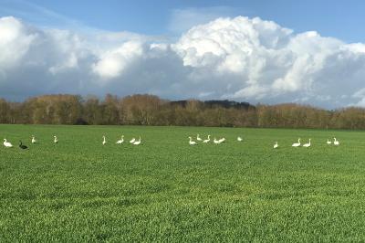 Cygne tuberculé