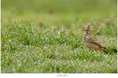 Cochevis huppé