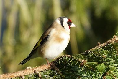 Chardonneret élégant