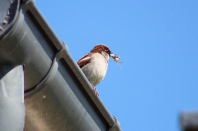 Moineau domestique