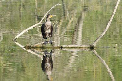 Grand Cormoran