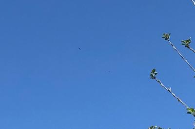 Buse variable
