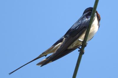 Hirondelle rustique