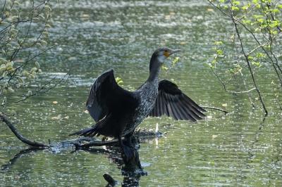 Grand Cormoran