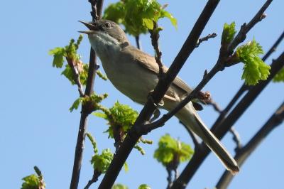 Fauvette grisette