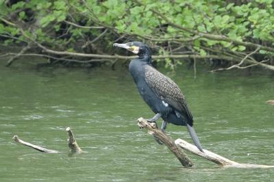 Grand Cormoran