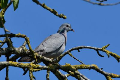 Pigeon colombin