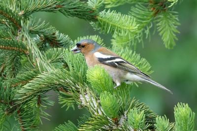 Pinson des arbres