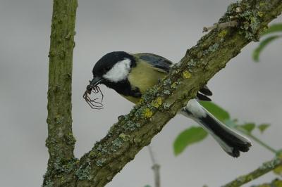 Mésange charbonnière