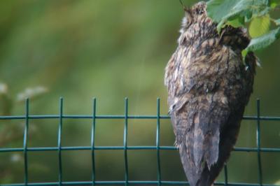 Hibou moyen-duc
