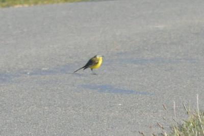 Bergeronnette printanière