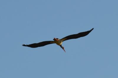 Cigogne noire