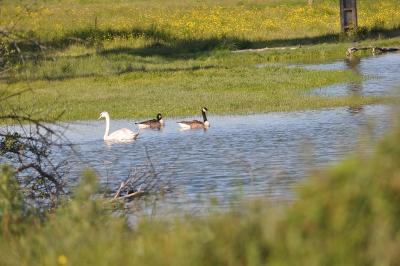 Cygne tuberculé