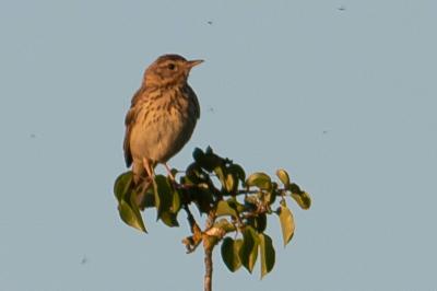 Pipit des arbres