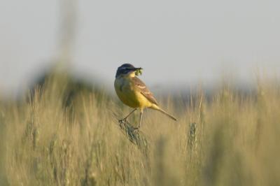 Bergeronnette printanière