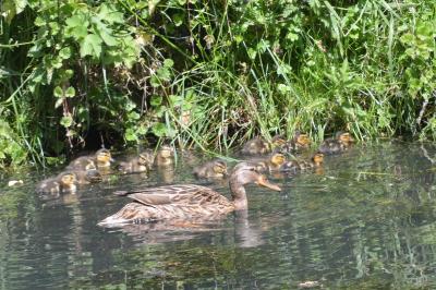 Canard colvert