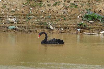 Cygne noir