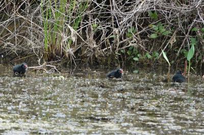 Poule-d'eau