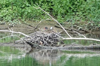 Poule-d'eau